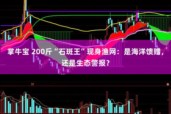掌牛宝 200斤“石斑王”现身渔网：是海洋馈赠，还是生态警报？